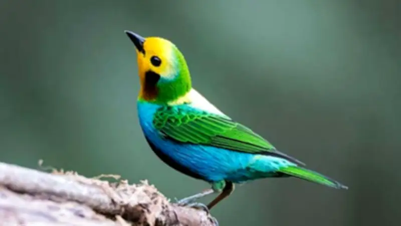 নির্বাচনী উত্তেজনায় ঢাকা: ভোটারদের করণীয়, ব্যাংক সময় ও রাজনৈতিক প্রত্যাশা