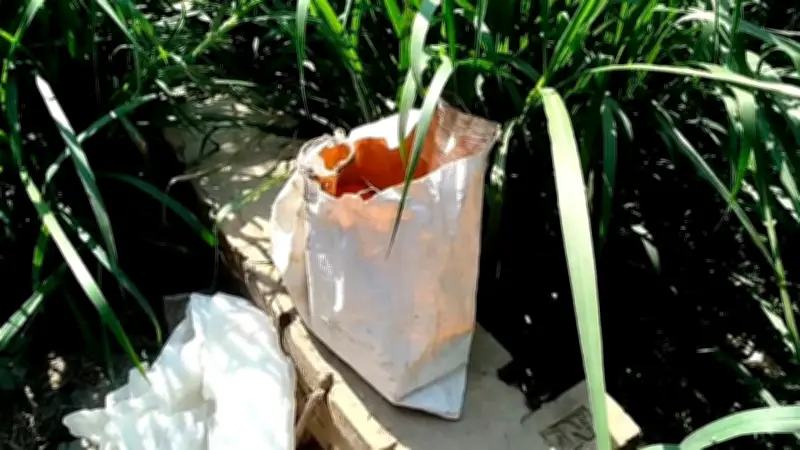 কুষ্টিয়ায় ভোট কেন্দ্রে বোমা সাদৃশ্য বস্তু উদ্ধার, নির্বাচনী সহিংসতা ও গ্রেপ্তার