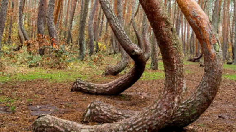 বাংলাদেশের প্রথম স্যাটেলাইট বঙ্গবন্ধু-১ এর সফল মিশন উদযাপন