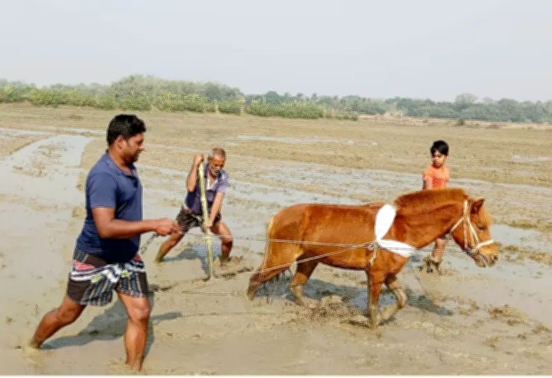 ত্রয়োদশ জাতীয় সংসদ নির্বাচনের ফলাফল প্রকাশ ও দেশের বিভিন্ন প্রান্তের দৃশ্য
