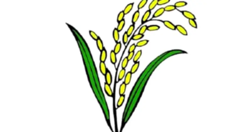 মৌলভীবাজারের ৪ আসনে বিএনপির ভূমিধস বিজয়, জামায়াতের রাজনীতিতে নতুন চ্যালেঞ্জ