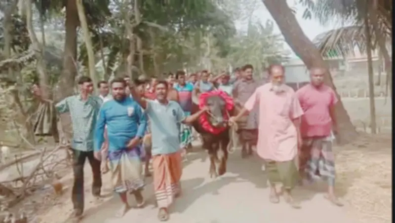 শেরপুরে নির্বাচনী বাজিতে ধানের শীষ জয়ী, আব্দুল মান্নান মহিষ নিয়ে বাড়ি ফিরলেন