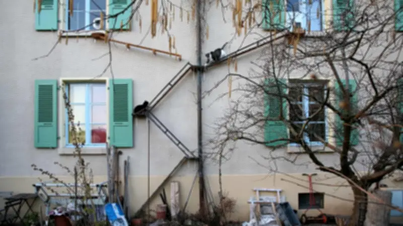 সুইজারল্যান্ডে বিড়ালদের জন্য বিশেষ সিঁড়ি: স্বাধীনতা ও ভালোবাসার প্রতীক