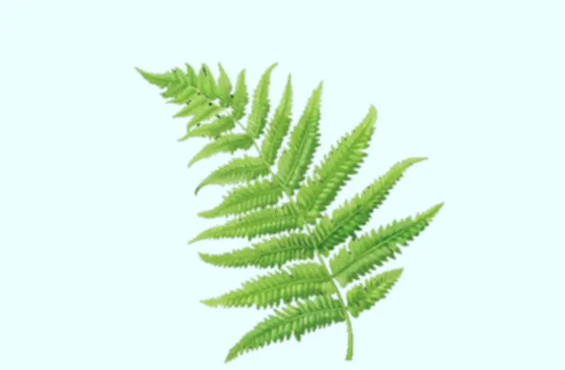 জীববিজ্ঞান পরীক্ষার প্রস্তুতি: কোষ বিভাজনের গুরুত্বপূর্ণ বহুনির্বাচনি প্রশ্ন ও উত্তর