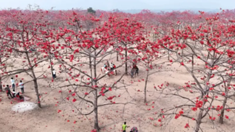 বসন্তের আগমন ও ভালোবাসা দিবসে সারা দেশে ফুলের সমারোহ