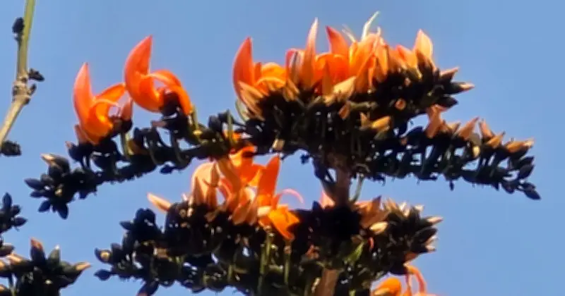 বসন্তের আগমনে ফরিদপুরে প্রকৃতির রূপে পলাশ ফুলের সমারোহ