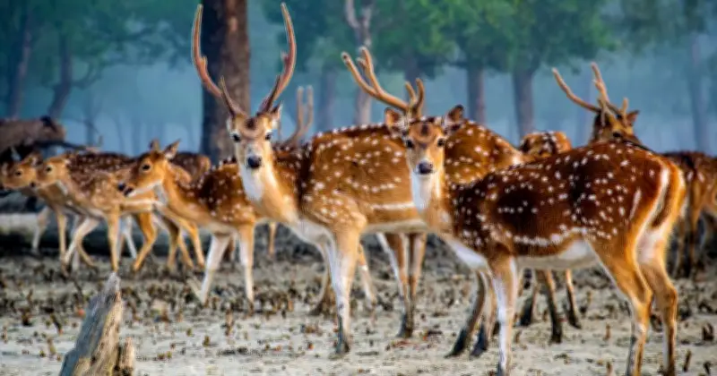 সুন্দরবন দিবস আজ: বিশ্ব ঐতিহ্যের ম্যানগ্রোভ বনের প্রতি ভালোবাসা ও সংরক্ষণের অঙ্গীকার