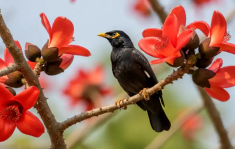 গ্রামীণ নিসর্গ থেকে শহুরে ছাদ: প্রকৃতির রূপে বসন্তের আগমন
