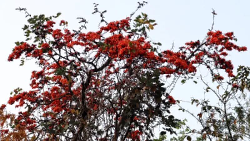 মৌলভীবাজারে বসন্তের আগুন: ভুজবল গ্রামের গোঁসাই বাড়িতে পলাশ ফুলের রঙিন সমারোহ