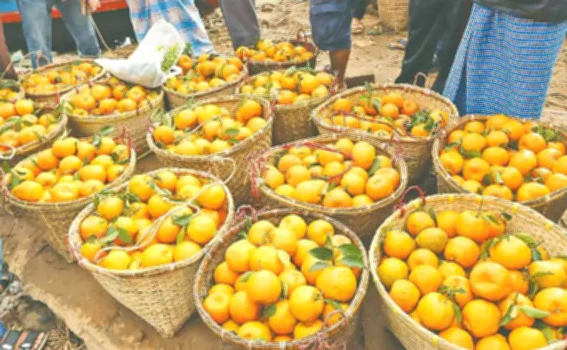 পার্বত্য অঞ্চলে ফল উৎপাদনে অগ্রগতি, কিন্তু খাগড়াছড়ি কেন পিছিয়ে?