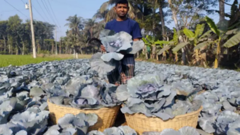 ডুমুরিয়ায় রঙিন বাঁধাকপি-ফুলকপি চাষে সাফল্য, বিএনপির ফরিদপুর আসনে জামানত বাজেয়াপ্ত
