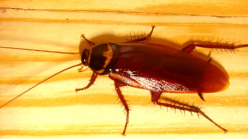 বাংলাদেশের প্রথম স্যাটেলাইট বঙ্গবন্ধু-১ এর সফল মিশন সম্পন্ন, নতুন সম্ভাবনার দ্বার উন্মোচন