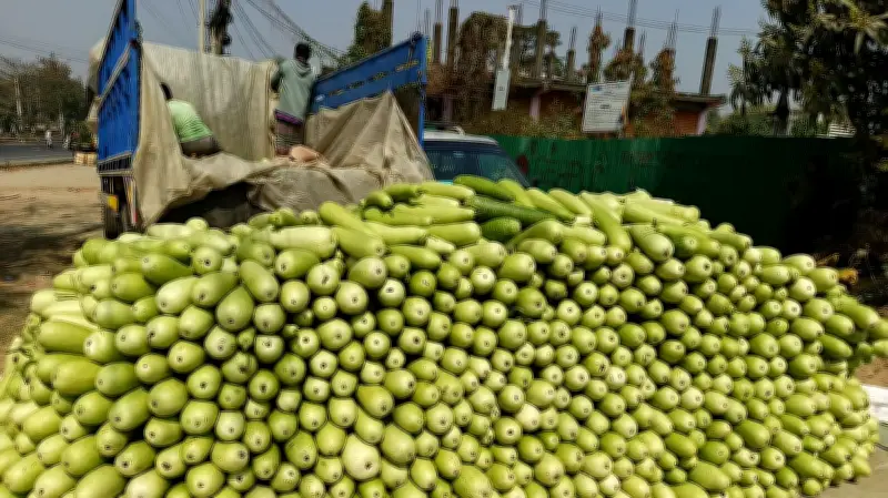 সীতাকুণ্ডের শুকলাল হাটে পাইকারি লাউ কেনাকাটা, ৩৬ হাজার লাউ ঢাকার উদ্দেশ্যে