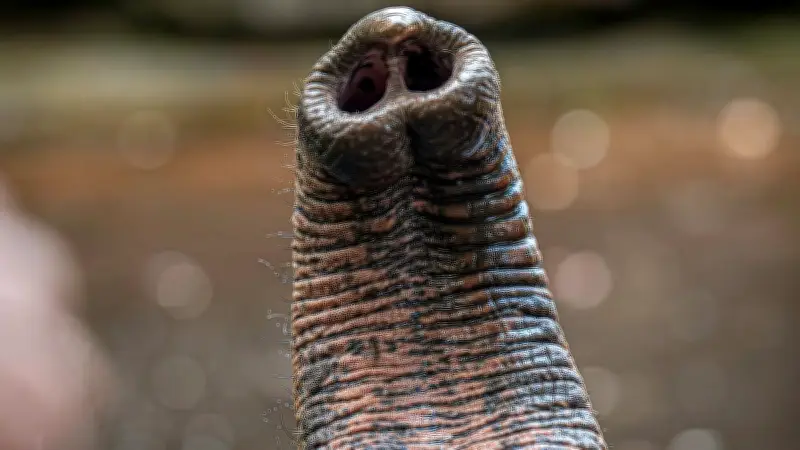 হাতির শুঁড়ের লোম: একবার ঝরে গেলে আর ফিরে না আসা অত্যন্ত গুরুত্বপূর্ণ অঙ্গ