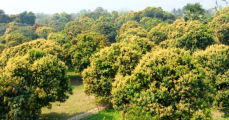 রাজশাহীতে আমের মুকুলে ভরা বাগান, কৃষকদের বাম্পার ফলনের আশা