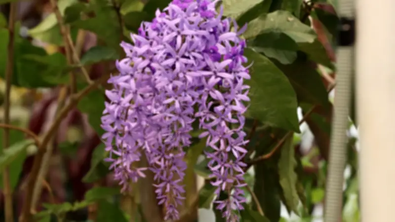 বসন্তের বুনো রূপ: প্রকৃতির অলংকারে সেজেছে বাংলাদেশের বাগান ও ঝোপঝাড়