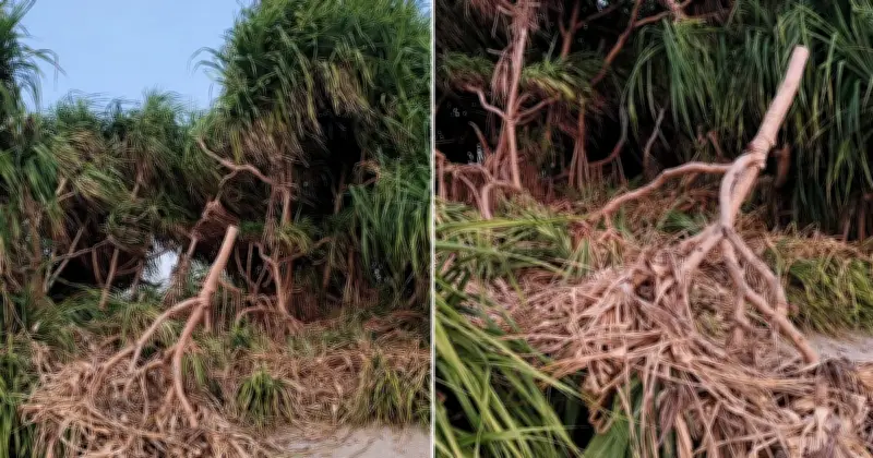 সেন্টমার্টিনে কেয়া গাছ কাটার ঘটনায় স্থানীয়দের ক্ষোভ, তদন্ত শুরু