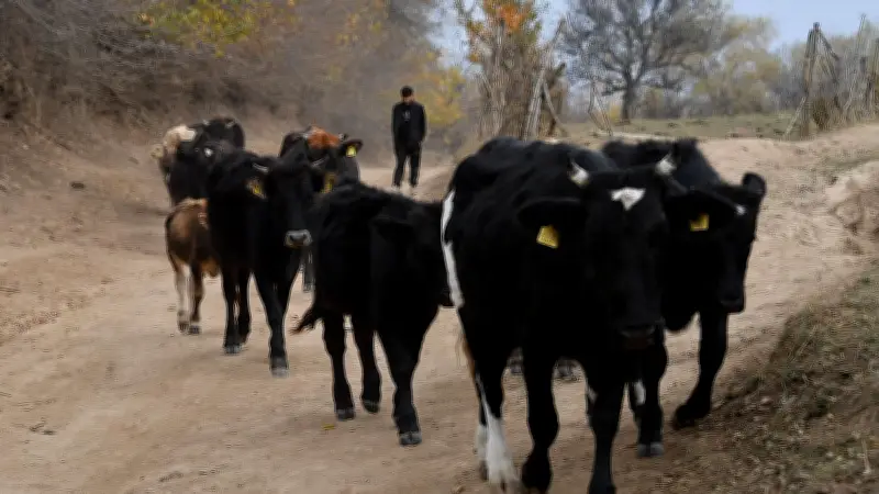 জলবায়ু পরিবর্তনে বিপন্ন বিশ্বের গবাদিপশু পালন, ১৬০ কোটি পশুর অস্তিত্ব হুমকিতে