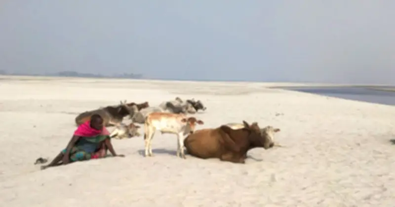 গাইবান্ধার চরাঞ্চলে গবাদিপশুর খাদ্য সংকট: রাখালদের দৈনিক ১৮ কিলোমিটার হাঁটার লড়াই