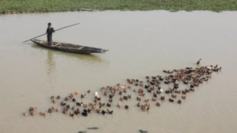 হাওর সংলগ্ন খালে হাঁস পালনের সফল গল্প: স্বাবলম্বী হচ্ছেন খামারিরা