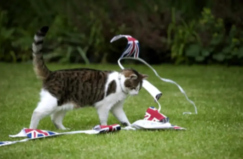 যুক্তরাজ্যের প্রধানমন্ত্রীর বাসভবনের বিড়াল ল্যারির ১৫ বছর পূর্তি উদযাপন