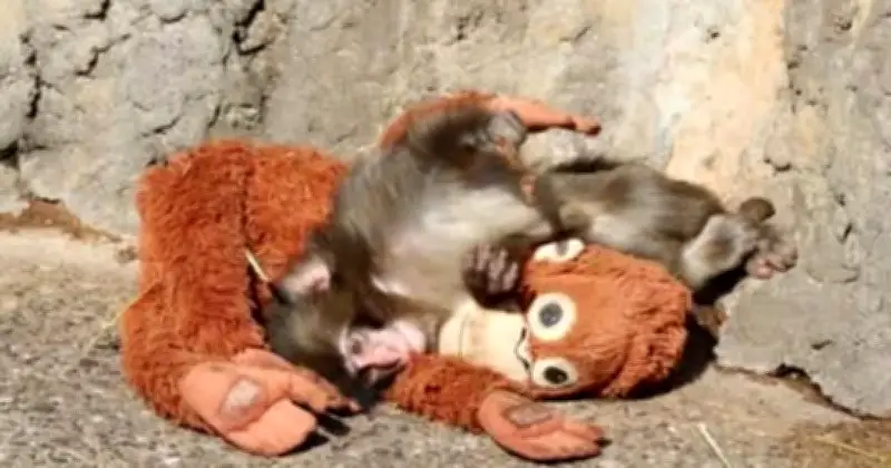 জাপানের চিড়িয়াখানায় মা-হারা বানরছানার ওরাংওটান খেলনা নিয়ে মানিয়ে নেওয়ার মর্মস্পর্শী গল্প