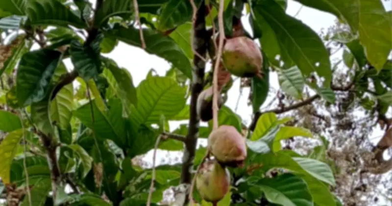 সুন্দরবনে সুন্দরী গাছের হারানো রাজ্য, আলিবন্দা ইকো-ট্যুরিজম কেন্দ্রে নতুন আশা