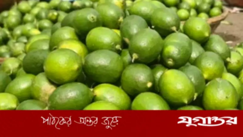 রমজানকে ঘিরে মীরসরাইয়ে লেবুর দাম তিন থেকে চারগুণ বৃদ্ধি, হালি ১০০ টাকা