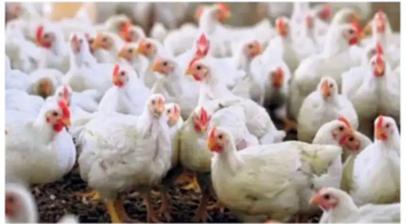 চট্টগ্রামে রমজান পূর্ববর্তী ব্রয়লার ও সোনালি মুরগির দামে আকস্মিক উত্থান