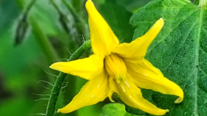 প্রকৃতির রূপে মাতোয়ারা বাংলাদেশ: ফুল, ফসল ও চাঁদের মায়াবী রূপ