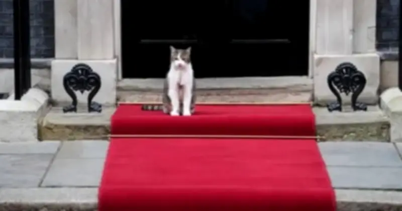 ব্রিটিশ প্রধানমন্ত্রীর বাসভবনে ১৫ বছর ধরে ইঁদুর শিকারি ল্যারি বিড়ালের রাজকীয় জীবন