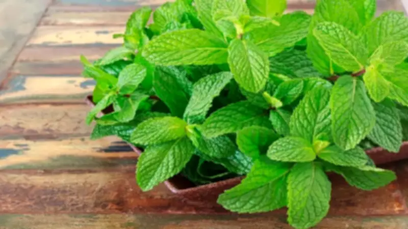 বৈচিত্র্যময় সংবাদ: ভাষা দিবস, বইমেলা, ভিসা সুবিধা ও দুর্ঘটনাসহ নানা খবর