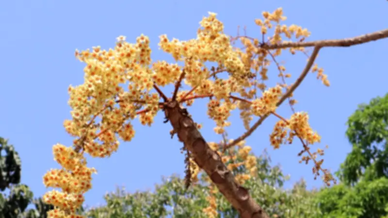 মৌলভীবাজারে বসন্তের আগমনী বার্তা: পাতাশূন্য শাখায় উদাল ফুলের মঞ্জরি