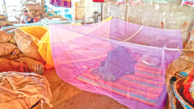 মশার আক্রমণে অতিষ্ঠ রাজধানীবাসী, গবেষণায় উদ্বেগজনক তথ্য