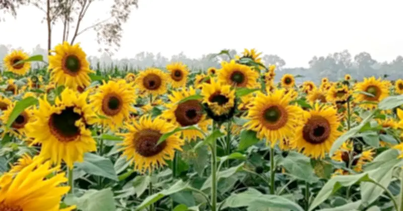 সিরাজগঞ্জে সূর্যমুখী ফুলের চাষে ব্যাপক সাফল্য, প্রকৃতিপ্রেমীদের ভিড়