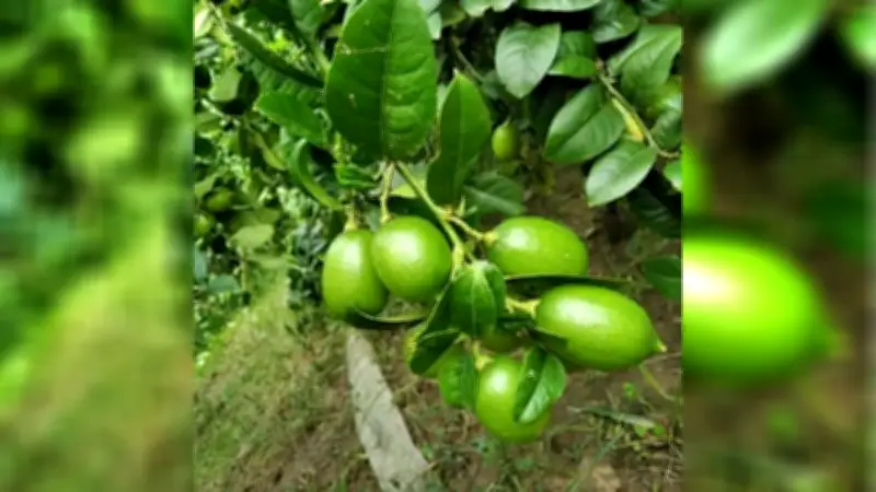 বাজারে লেবুর দামে সিন্ডিকেটের ছোবল, ইফতার-সেহরির সময়সূচি ও বিএনপির নারী নেত্রীদের দৌড়