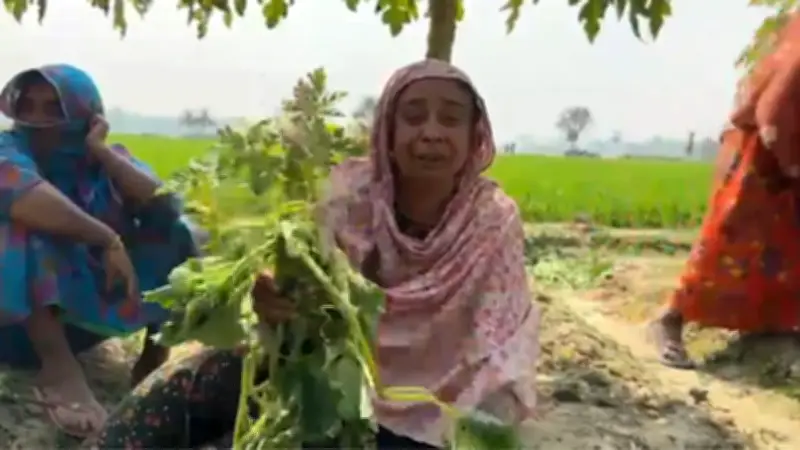 ঝিকরগাছায় শসাখেত কাটা, সাতক্ষীরায় মোবাইল কোর্ট, শিক্ষামন্ত্রীর প্রতিশ্রুতি ও মাদক বিরোধী অবস্থান