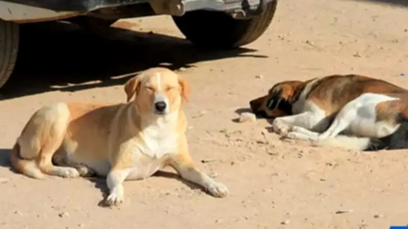 মরক্কোতে বিশ্বকাপ প্রস্তুতিতে কুকুর নিধনের অভিযোগ, বিতর্কে আন্তর্জাতিক মহল