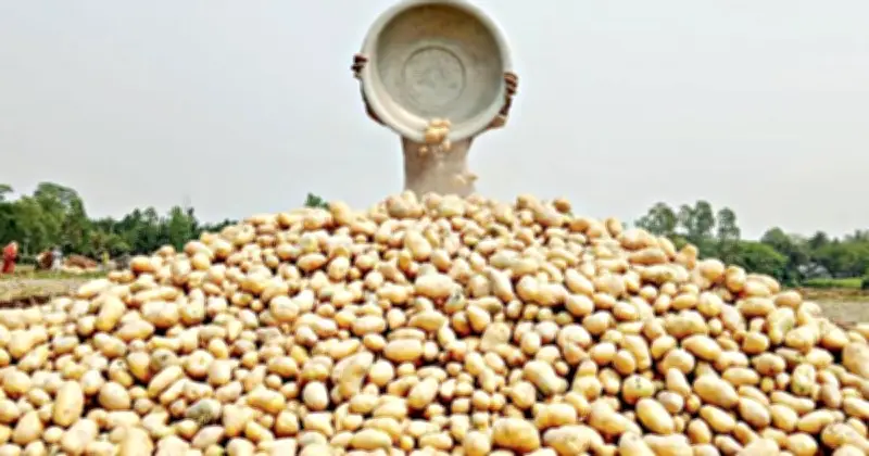 তানোরে আলু চাষিদের লোকসান: প্রতি কেজি ৯ টাকা দামে অতিরিক্ত 'ঢলন' বোঝা