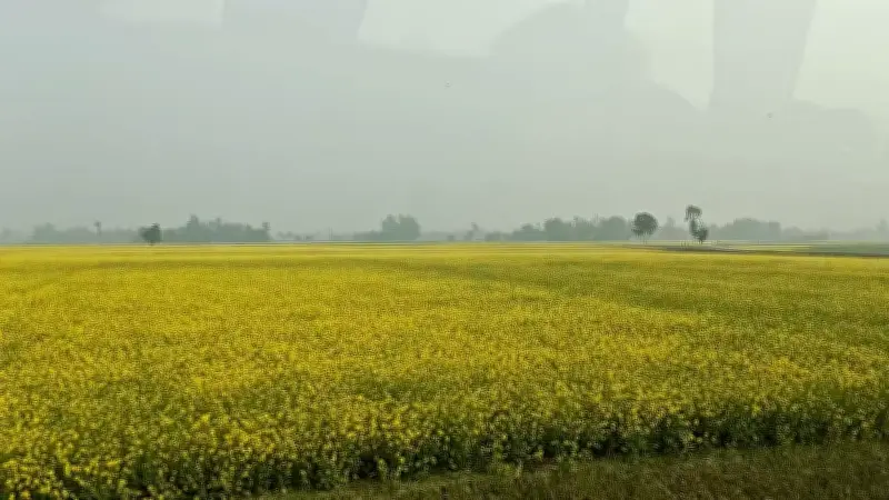 শর্ষে উৎপাদনে শীর্ষে সিরাজগঞ্জ: চলনবিলের পলিমাটি ও মধু সংগ্রহে রেকর্ড