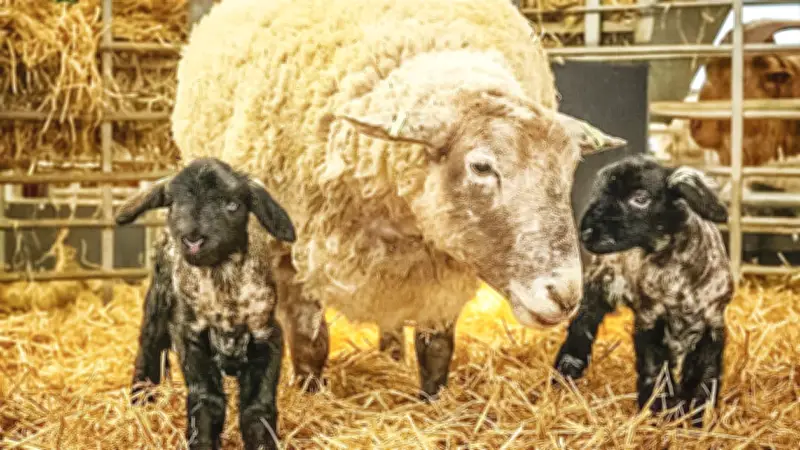‘যুক্তরাজ্যের সবচেয়ে একাকী ভেড়া’ ফিওনা যমজ শাবকের জন্ম দিয়ে মাতৃত্বের স্বাদ পেল