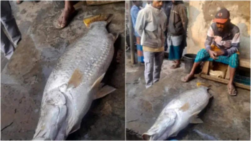 তালতলীর সাগর মোহনায় ২২ কেজি কোরাল ভেসে উঠা ও জলমহালের মাছ লুটপাটের ঘটনা