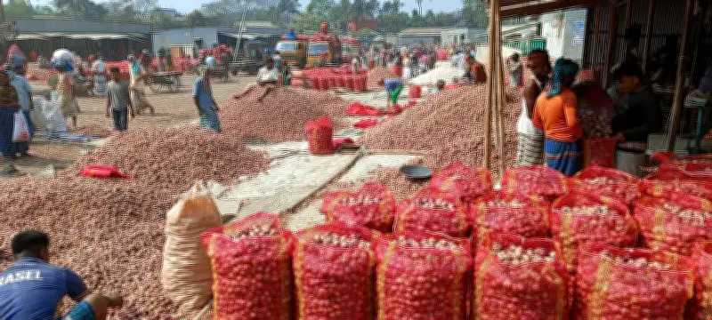 পাবনায় পেঁয়াজের দামে ধস, কৃষকেরা লোকসানের মুখে