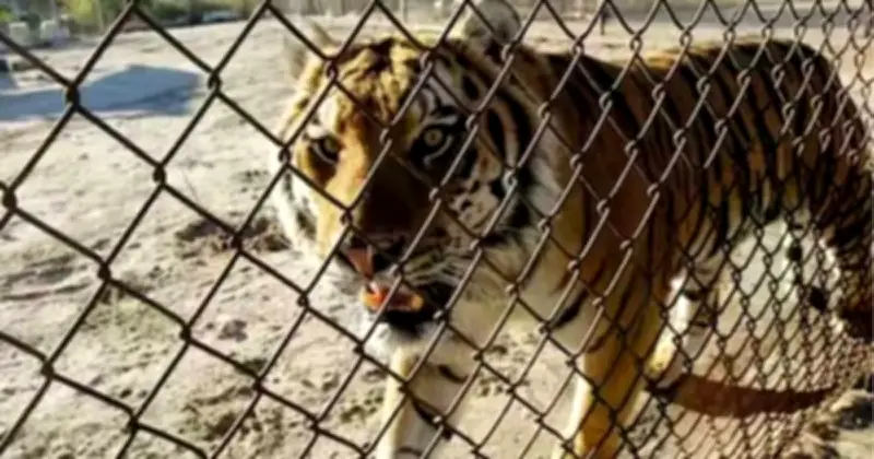 থাইল্যান্ডের চিড়িয়াখানায় ক্যানাইন ডিসটেম্পার ভাইরাসে ৭২টি বাঘের মৃত্যু