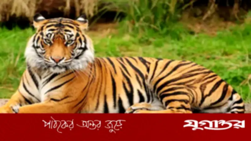 থাইল্যান্ডের চিড়িয়াখানায় ভাইরাসে ৭২ বাঘের মৃত্যু: প্রাণী অধিকার সংগঠনের প্রতিক্রিয়া