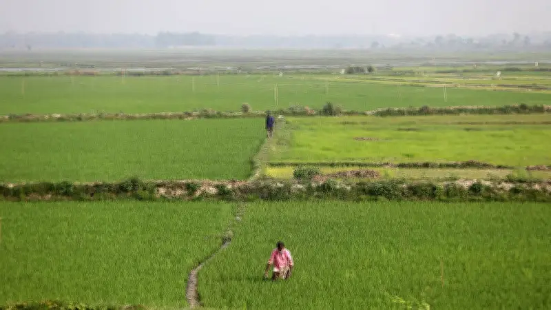 হাওরের বুকে সবুজের সমারোহ: ধানখেতে ব্যস্ত কৃষক ও প্রকৃতির মেলবন্ধন