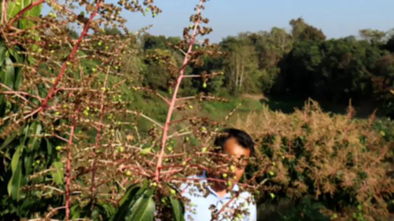 বাংলাদেশের প্রাকৃতিক সৌন্দর্য ও গ্রামীণ জীবনের একঝলক: ফেব্রুয়ারির ১১টি মুহূর্ত