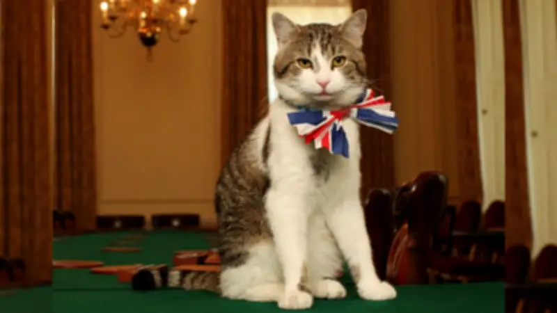 ব্রিটিশ রাজনীতির নীরব সাক্ষী: ১৫ বছরে ল্যারি দ্য ক্যাটের অবিচল রাজত্ব