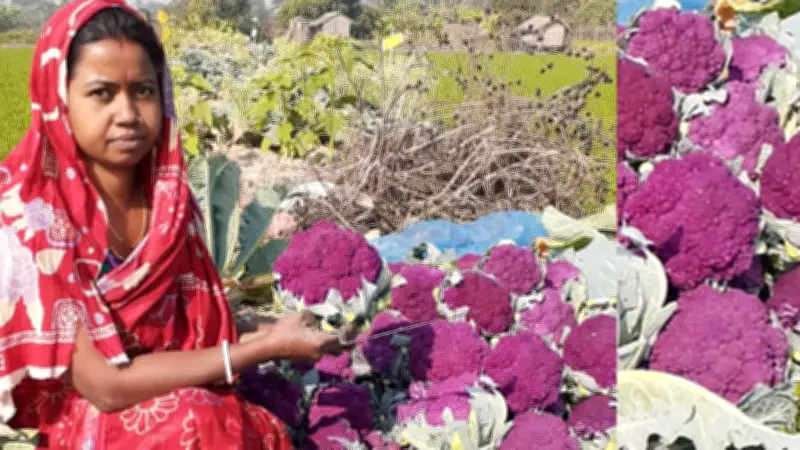 ডুমুরিয়ায় রঙ্গিন ফুলকপির বাম্পার ফলনে কৃষকের মুখে হাসি, ইফতারে ফ্রুট কাস্টার্ড জনপ্রিয়
