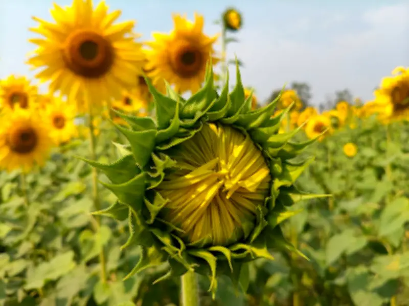সূর্যমুখীর সোনালি সমারোহ: ময়মনসিংহ ও কুমিল্লার মাঠে ফুটেছে প্রাণের ছোঁয়া
